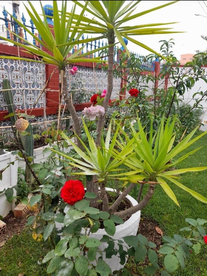 Chica busca chico en Cádiz: 