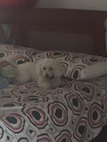 614608524: Chica busca chico en Lugo